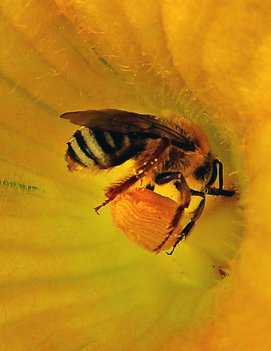 Bee on Squash plant
