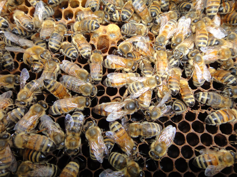 Frame of Brood of Bees 2