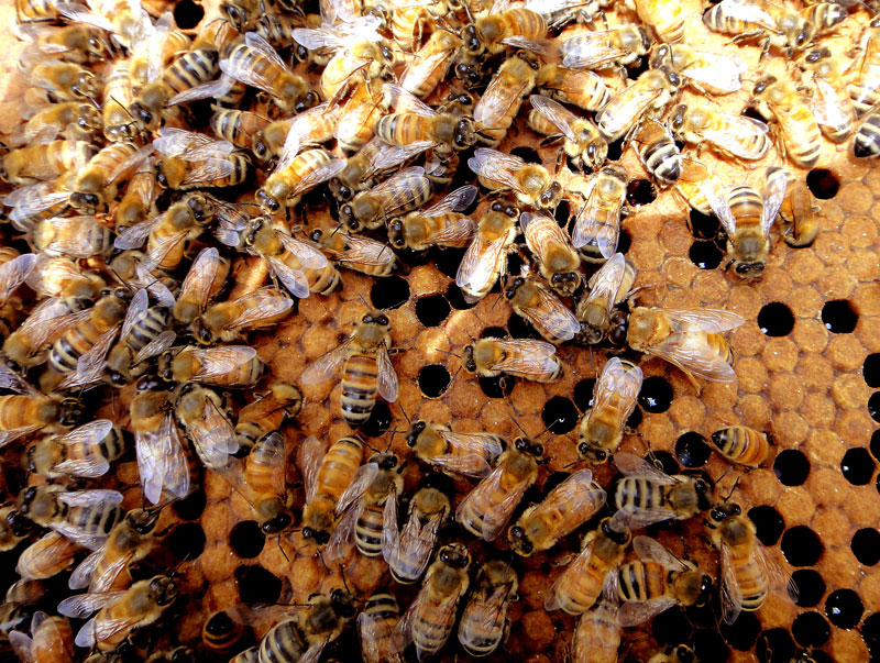 Frame of Brood of Bees