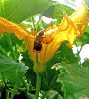 Bee on a flower